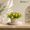 9'o Clock Plant