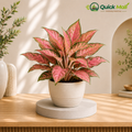 Aglaonema Pink