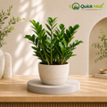 Air Purifying Indoor Plant - Zz Green