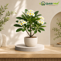 Champa Plant
