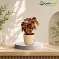 Coleus