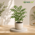 Ashoka Plant