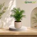 chinese palm